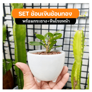 ช้อนเงินช้อนทอง ไม้มงคล พร้อมกระถาง เซรามิค 3 ขา ชอบแดด ชอบน้ำ