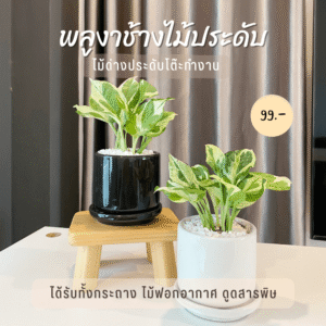 พลูด่าง พลูงาช้าง ไม้ฟอกอากาศ ดูดซับสารพิษ พร้อม กระถางเซรามิค 3 นิ้ว