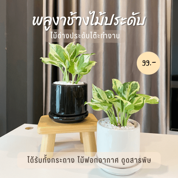 พลูด่าง พลูงาช้าง ไม้ฟอกอากาศ ดูดซับสารพิษ พร้อม กระถางเซรามิค 3 นิ้ว