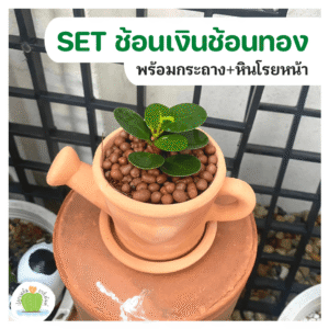 ช้อนเงินช้อนทอง พร้อมกระถางดินเผา ไม้เสริมมงคล  เรียกทรัพย์ รับเฮง
