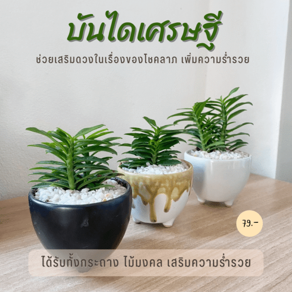 บันไดเศรษฐี พร้อมกระถางเซรามิก 3 ขา ไม้มงคล บันไดเงินบันไดทอง ว่านตีนตะขาบ