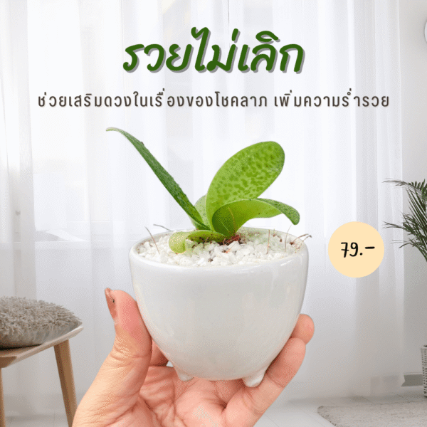 รวยไม่เลิก เรียกทรัพย์เสริมดวง ปลูกแล้วรวย ออกดอกแล้วเฮง ส่งทั้งกระถางเซรามิค 3 ขา - Image 3
