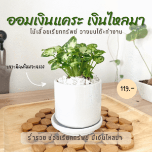ต้นเงินไหลมา ออมเงินแคระ  กระถางเซรามิคพร้อมจานรอง