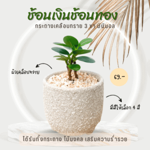 ต้นไม้ ช้อนเงินช้อนทอง พร้อมกระถางเคลือบทราย 3 ขา มินิมอล