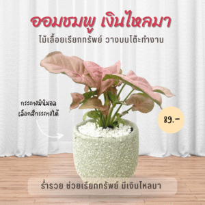 ออมชมพู ค้าขายร่ำรวย พร้อมกระถางมินิมอล 3 ขา  Pink Syngonium