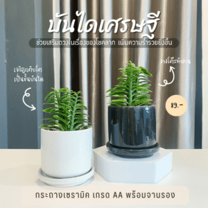 บันไดเศรษฐี กระถางเซรามิค จานรอง  วางไว้บนโต๊ะทำงาน ไม้มงคล