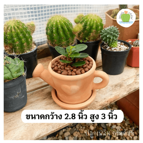 ช้อนเงินช้อนทอง พร้อมกระถางดินเผา ไม้เสริมมงคล  เรียกทรัพย์ รับเฮง - Image 3