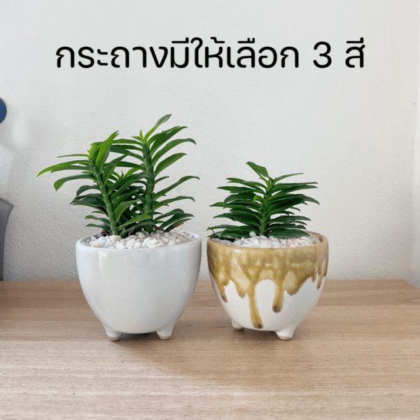 บันไดเศรษฐี พร้อมกระถางเซรามิก 3 ขา ไม้มงคล บันไดเงินบันไดทอง ว่านตีนตะขาบ - Image 2