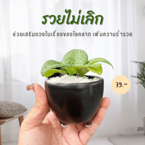 รวยไม่เลิก เรียกทรัพย์เสริมดวง ปลูกแล้วรวย ออกดอกแล้วเฮง ส่งทั้งกระถางเซรามิค 3 ขา