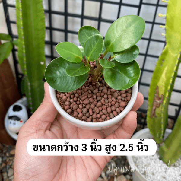 ช้อนเงินช้อนทอง ไม้มงคล พร้อมกระถาง เซรามิค 3 ขา ชอบแดด ชอบน้ำ - Image 5