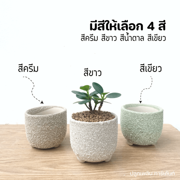 ต้นไม้ ช้อนเงินช้อนทอง พร้อมกระถางเคลือบทราย 3 ขา มินิมอล - Image 5