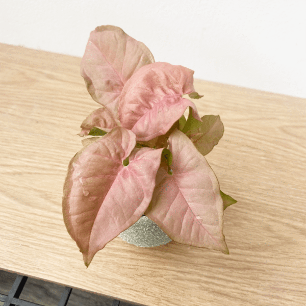 ออมชมพู ค้าขายร่ำรวย พร้อมกระถางมินิมอล 3 ขา  Pink Syngonium - Image 2