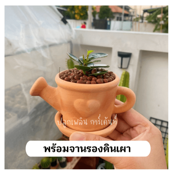 ช้อนเงินช้อนทอง พร้อมกระถางดินเผา ไม้เสริมมงคล  เรียกทรัพย์ รับเฮง - Image 4
