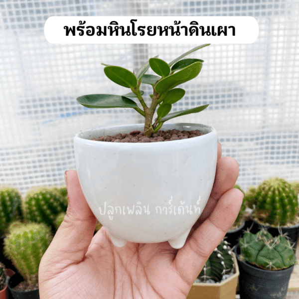 ช้อนเงินช้อนทอง ไม้มงคล พร้อมกระถาง เซรามิค 3 ขา ชอบแดด ชอบน้ำ - Image 6