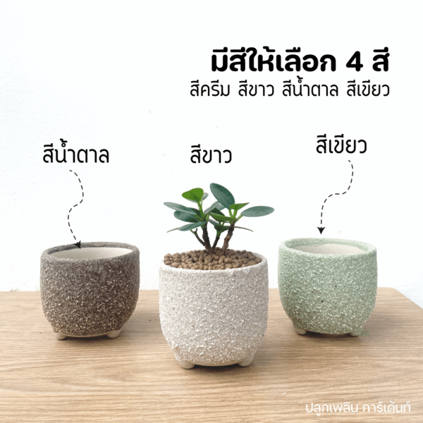ต้นไม้ ช้อนเงินช้อนทอง พร้อมกระถางเคลือบทราย 3 ขา มินิมอล - Image 3