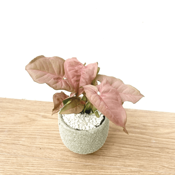 ออมชมพู ค้าขายร่ำรวย พร้อมกระถางมินิมอล 3 ขา  Pink Syngonium - Image 3