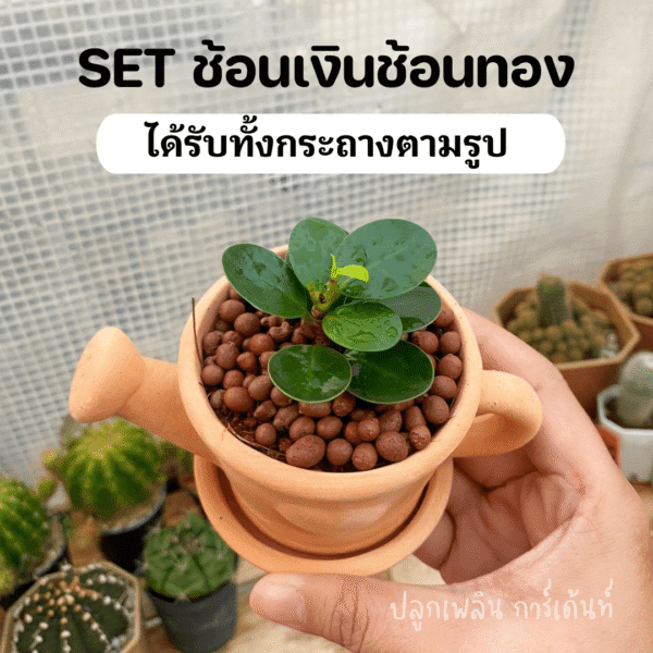 ช้อนเงินช้อนทอง พร้อมกระถางดินเผา ไม้เสริมมงคล  เรียกทรัพย์ รับเฮง - Image 5