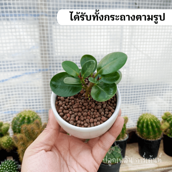 ช้อนเงินช้อนทอง ไม้มงคล พร้อมกระถาง เซรามิค 3 ขา ชอบแดด ชอบน้ำ - Image 2