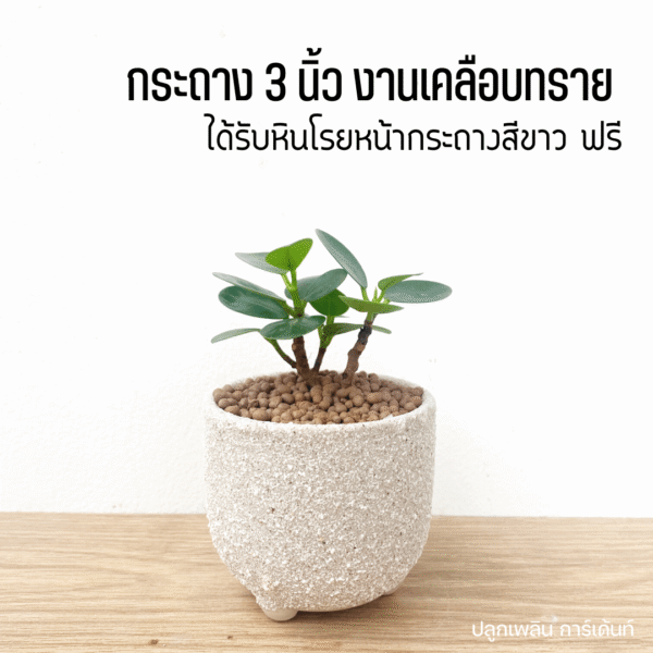 ต้นไม้ ช้อนเงินช้อนทอง พร้อมกระถางเคลือบทราย 3 ขา มินิมอล - Image 4