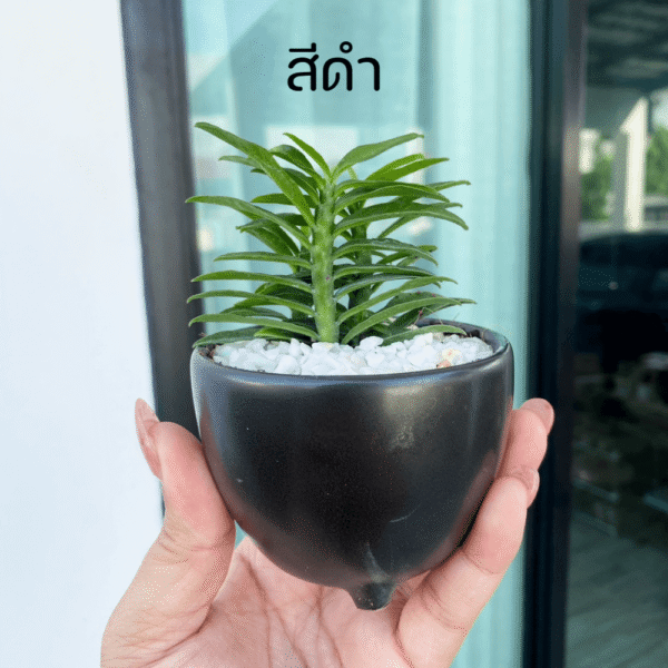 บันไดเศรษฐี พร้อมกระถางเซรามิก 3 ขา ไม้มงคล บันไดเงินบันไดทอง ว่านตีนตะขาบ - Image 4