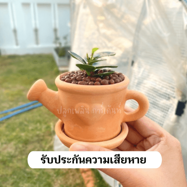 ช้อนเงินช้อนทอง พร้อมกระถางดินเผา ไม้เสริมมงคล  เรียกทรัพย์ รับเฮง - Image 6