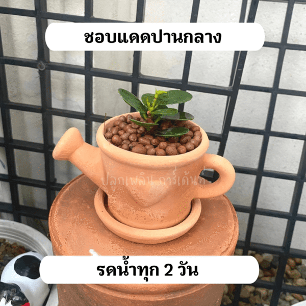 ช้อนเงินช้อนทอง พร้อมกระถางดินเผา ไม้เสริมมงคล  เรียกทรัพย์ รับเฮง - Image 7