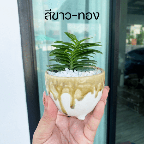 บันไดเศรษฐี พร้อมกระถางเซรามิก 3 ขา ไม้มงคล บันไดเงินบันไดทอง ว่านตีนตะขาบ - Image 3