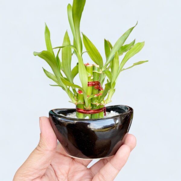 ไผ่กวนอิม พร้อมกระถางเหรียญจีน สีดำ 2 นิ้ว - Image 4