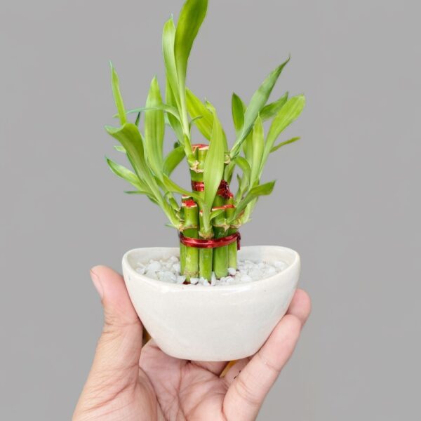 ไผ่กวนอิม พร้อมกระถางเหรียญจีน สีดำ 2 นิ้ว - Image 3