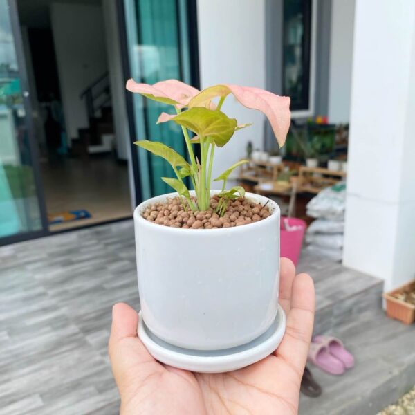 ออมชมพู พร้อมกระถางเซรามิค และจานรอง ต้นไม้เสริมความรัก - Image 3