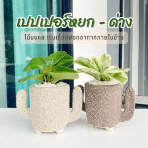 เปเปอร์หยก กระถางเคลือบทรายแคสตัส ไม้ฟอกอากาศ ตั้งโต๊ะทำงาน