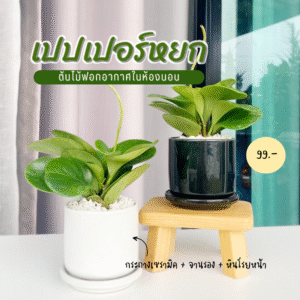 เปเปอร์หยก ใบเขียวหยก พร้อมกระถางเซรามิก  ไม้ฟอกอากาศ