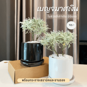 เบญจมาศเงิน พร้อมกระถาง 3 นิ้ว ใบสีเทา มินิมอล มีกลิ่นหอม ตกแต่งบ้าน