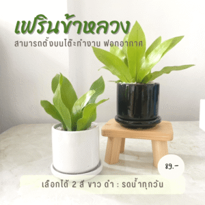 เฟิร์นข้าหลวง พร้อมกระถางเซรามิค+จานรอง ไม้มงคล