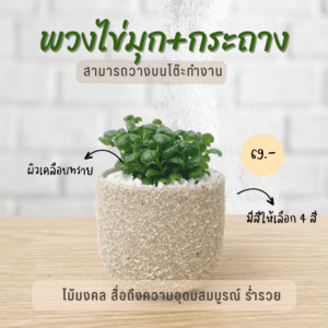ไข่มุกนำโชค พร้อมกระถาง เคลือบทราย 3 ขา ไม้ฟอกอากาศ ไม้มงคล