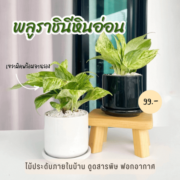 พลูด่าง พลูราชินีหินอ่อน ฟอกอากาศ ดูดซับสารพิษ กระถางเซรามิค 3 นิ้ว