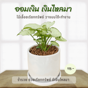 ออมเงิน เงินไหลมา ค้าขายร่ำรวย  พร้อมกระถางเซรามิค Syngonium Moonlight