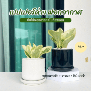 เปเปอร์หยก ใบด่าง พร้อม กระถางเซรามิก 2.8 นิ้ว ฟอกอากาศ มั่งมีเงินทอง