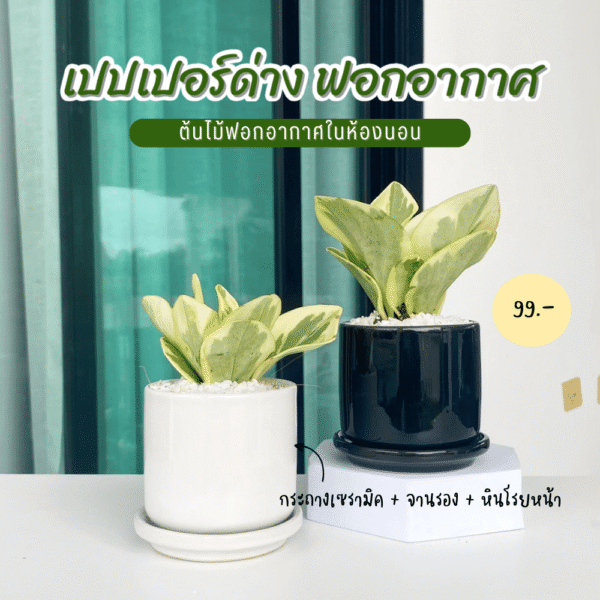 เปเปอร์หยก ใบด่าง พร้อม กระถางเซรามิก 2.8 นิ้ว ฟอกอากาศ มั่งมีเงินทอง