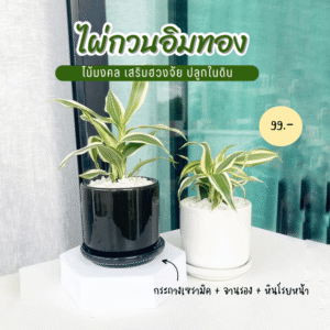 ไผ่กวนอิม สีทอง พร้อม กระถางเซรามิก เสริมความร่ำรวย