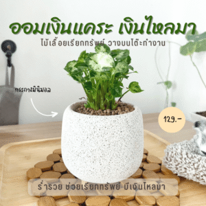 ออมเงินแคระ เงินไหลมา กระถางมวลเบา ขนาด 3 นิ้ว ตกแต่งบ้าน