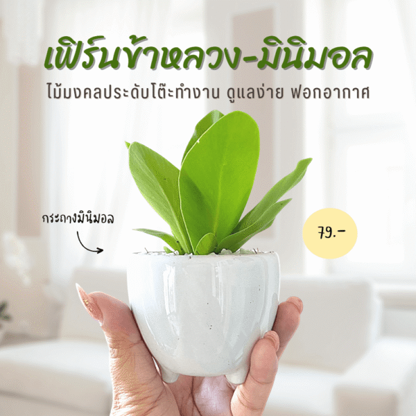เฟิร์นข้าหลวง พร้อมกระถางพลาสติก ไม้มงคล เลี้ยงง่าย แถมช่วยฟอกอากาศ!