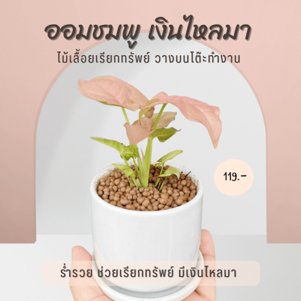 ออมชมพู พร้อมกระถางเซรามิค และจานรอง ต้นไม้เสริมความรัก