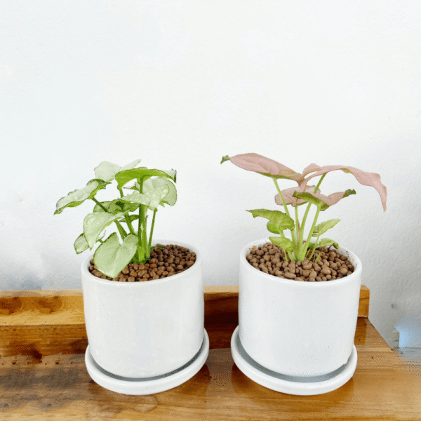 ออมเงิน เงินไหลมา ค้าขายร่ำรวย  พร้อมกระถางเซรามิค Syngonium Moonlight - Image 3