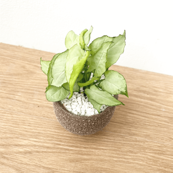ออมเงิน เงินไหลมา กระถางมินิมอล 3 ขา  Syngonium Moonlight - Image 4