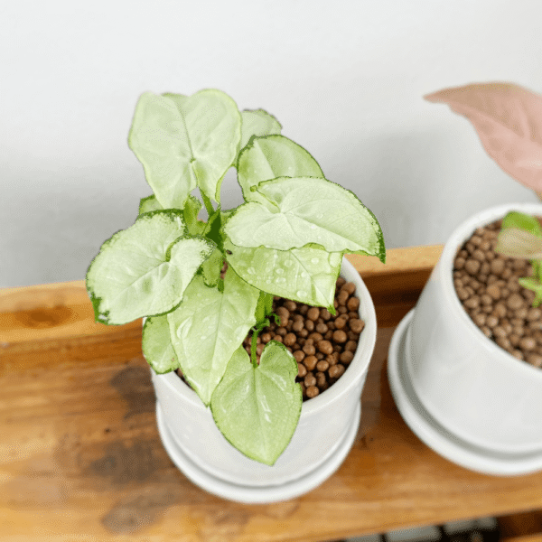 ออมเงิน เงินไหลมา ค้าขายร่ำรวย  พร้อมกระถางเซรามิค Syngonium Moonlight - Image 4