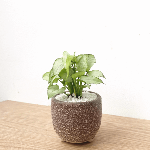 ออมเงิน เงินไหลมา กระถางมินิมอล 3 ขา  Syngonium Moonlight - Image 3