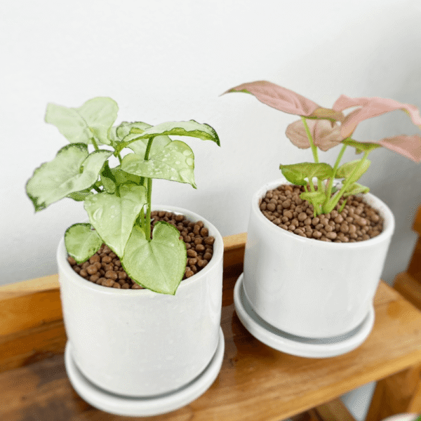 ออมเงิน เงินไหลมา ค้าขายร่ำรวย  พร้อมกระถางเซรามิค Syngonium Moonlight - Image 5