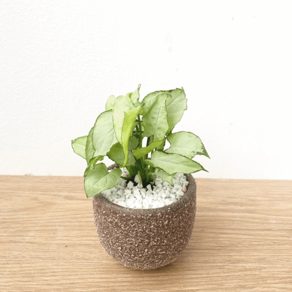 ออมเงิน เงินไหลมา กระถางมินิมอล 3 ขา  Syngonium Moonlight - Image 2
