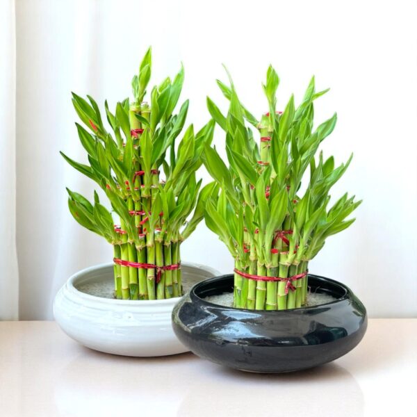 ไผ่กวนอิม ขนาดใหญ่มาก 6 นิ้ว สีดำ สำหรับบูชา สำหรับปลูกในน้ำ - Image 2